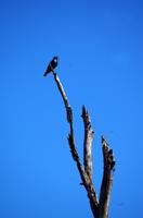 Erste Pirschfahrt am Nachmittag im Mkhaya Game Reserve im Swaziland 