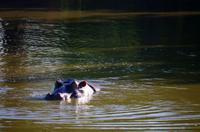 Erste Pirschfahrt am Nachmittag im Mkhaya Game Reserve im Swaziland 