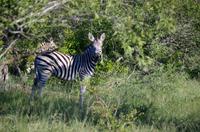 Erste Pirschfahrt am Nachmittag im Mkhaya Game Reserve im Swaziland 