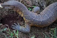 Erste Pirschfahrt am Nachmittag im Mkhaya Game Reserve im Swaziland 