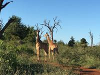 Erste Pirschfahrt am Nachmittag im Mkhaya Game Reserve im Swaziland 