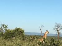 Erste Pirschfahrt am Nachmittag im Mkhaya Game Reserve im Swaziland 
