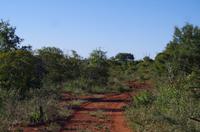 Erste Pirschfahrt am Nachmittag im Mkhaya Game Reserve im Swaziland 