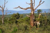 Erste Pirschfahrt am Nachmittag im Mkhaya Game Reserve im Swaziland 