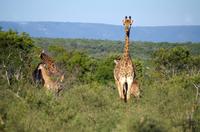 Erste Pirschfahrt am Nachmittag im Mkhaya Game Reserve im Swaziland 