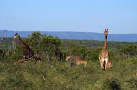 Erste Pirschfahrt am Nachmittag im Mkhaya Game Reserve im Swaziland 