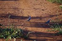 Erste Pirschfahrt am Nachmittag im Mkhaya Game Reserve im Swaziland 