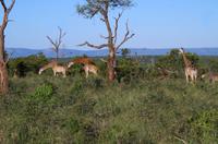 Erste Pirschfahrt am Nachmittag im Mkhaya Game Reserve im Swaziland 