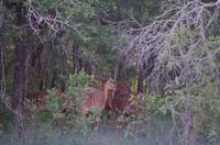Erste Pirschfahrt am Nachmittag im Mkhaya Game Reserve im Swaziland 