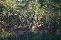 Erste Pirschfahrt am Nachmittag im Mkhaya Game Reserve im Swaziland 