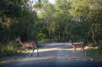 Erste Pirschfahrt am Nachmittag im Mkhaya Game Reserve im Swaziland 