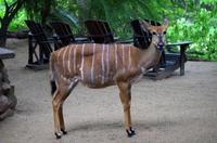 Am Morgen im Stone Camp