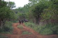 Zweite Pirschfahrt am Vormittag im Mkhaya Game Reserve im Swaziland 