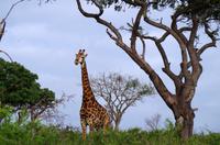 Zweite Pirschfahrt am Vormittag im Mkhaya Game Reserve im Swaziland 