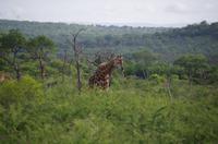 Zweite Pirschfahrt am Vormittag im Mkhaya Game Reserve im Swaziland 