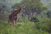Zweite Pirschfahrt am Vormittag im Mkhaya Game Reserve im Swaziland 