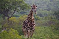 Zweite Pirschfahrt am Vormittag im Mkhaya Game Reserve im Swaziland 