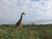Zweite Pirschfahrt am Vormittag im Mkhaya Game Reserve im Swaziland 