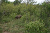 Fahrt im Mkhaya Game Reserve im Swaziland 