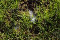 Foto-Stopp an der Kanone „Die Longtoms“ auf der Panorama-Route 