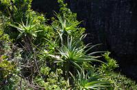 Foto-Stopp am „God‘s Window“ auf der Panorama-Route 