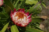 Foto-Stopp am „Three Rondavels“ auf der Panorama-Route 