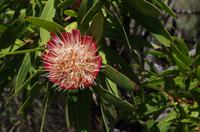 Foto-Stopp am „Three Rondavels“ auf der Panorama-Route 