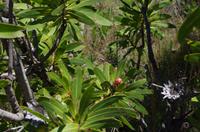 Foto-Stopp am „Three Rondavels“ auf der Panorama-Route 