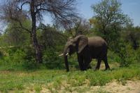 Fahrt vom Hoedspruit Eastgate Airport zur Simbavati River Lodge 