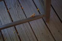 Mittagspause in der Simbavati River Lodge 