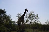 Erste Pirschfahrt am Nachmittag im Timbavati Naturreservat in Südafrika