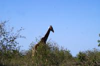 Erste Pirschfahrt am Nachmittag im Timbavati Naturreservat in Südafrika