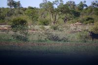 Erste Pirschfahrt am Nachmittag im Timbavati Naturreservat in Südafrika