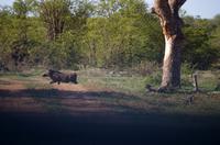 Erste Pirschfahrt am Nachmittag im Timbavati Naturreservat in Südafrika