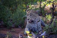Erste Pirschfahrt am Nachmittag im Timbavati Naturreservat in Südafrika