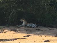 Erste Pirschfahrt am Nachmittag im Timbavati Naturreservat in Südafrika