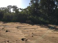Erste Pirschfahrt am Nachmittag im Timbavati Naturreservat in Südafrika