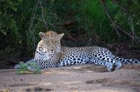 Erste Pirschfahrt am Nachmittag im Timbavati Naturreservat in Südafrika