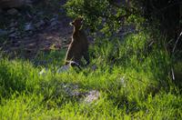 Erste Pirschfahrt am Nachmittag im Timbavati Naturreservat in Südafrika
