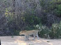 SüErste Pirschfahrt am Nachmittag im Timbavati Naturreservat in Südafrika