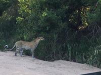 Erste Pirschfahrt am Nachmittag im Timbavati Naturreservat in Südafrika