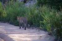 Erste Pirschfahrt am Nachmittag im Timbavati Naturreservat in Südafrika