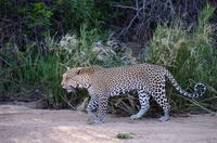 Erste Pirschfahrt am Nachmittag im Timbavati Naturreservat in Südafrika