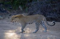Erste Pirschfahrt am Nachmittag im Timbavati Naturreservat in Südafrika