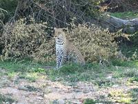 Erste Pirschfahrt am Nachmittag im Timbavati Naturreservat in Südafrika