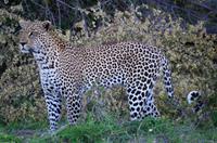 Erste Pirschfahrt am Nachmittag im Timbavati Naturreservat in Südafrika