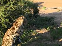 Erste Pirschfahrt am Nachmittag im Timbavati Naturreservat in Südafrika