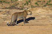 Erste Pirschfahrt am Nachmittag im Timbavati Naturreservat in Südafrika