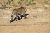 Erste Pirschfahrt am Nachmittag im Timbavati Naturreservat in Südafrika