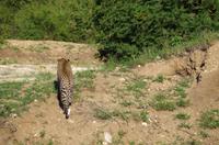 SüErste Pirschfahrt am Nachmittag im Timbavati Naturreservat in Südafrika